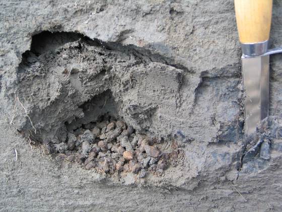 Los excrementos de ardillas prehistóricas encierran detalles de la historia del Ártico