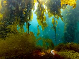 Una Amazonía bajo el agua que protegen los pescadores de la Patagonia chilena