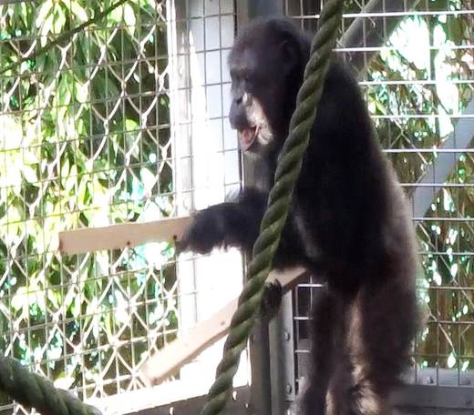 Un chimpancé hace percusión acompañado de sonidos similares a las expresiones vocales