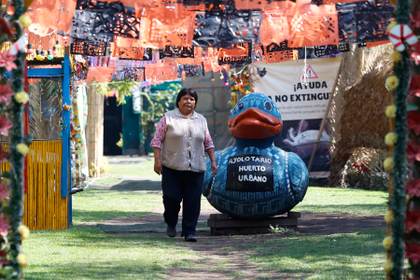 Filtros de cabello humano limpian el agua para devolver al ajolote a su hábitat en México