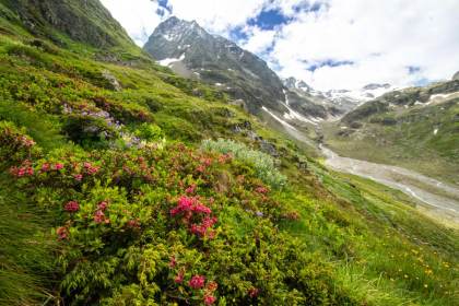 El cambio climático está extinguiendo la vegetación en las cumbres de las montañas
