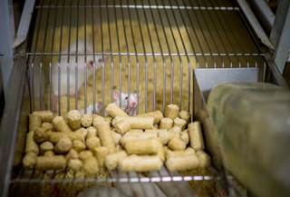 Prueban con éxito en ratones una inmunoterapia celular para tratar el alzhéimer