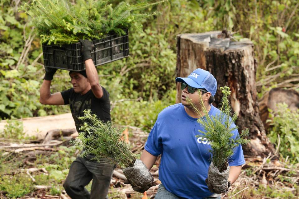 Voluntarios se suman a programa de reforestación para plantar 12.000 árboles en México