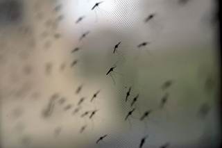 Los mosquitos Anopheles se alimentan de sangre humana desde hace casi 2 millones de años