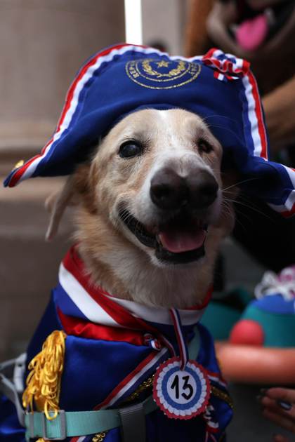 Un inusual desfile canino llena de patriotismo el centro de la capital paraguaya