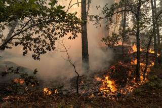 El bosque de Fontainebleau reabre al público tras el grave incendio de julio