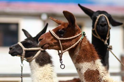 Ejemplares y derivados de camélidos "de exportación" se muestran en una feria en Bolivia