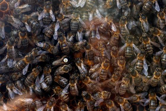 Las especies de abejas en Europa están perdiendo terreno desde hace un siglo