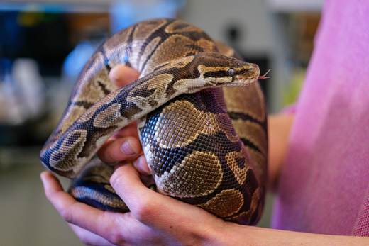 El secreto que esconden las pitones y que podría ofrecer claves para la pérdida de peso