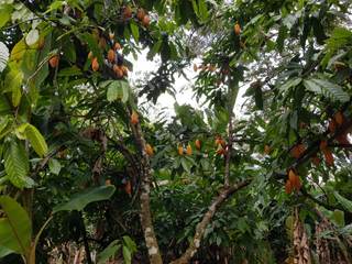 Descubren cuatro nuevas variedades genéticas de cacao en Perú