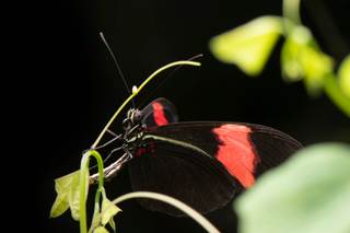 Descubren el secreto de la longevidad de las mariposas Heliconius