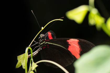 Descubren el secreto de la longevidad de las mariposas Heliconius