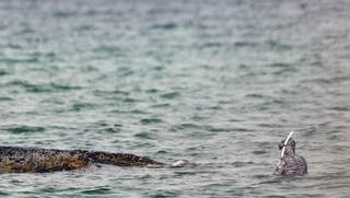 Abandonan la lucha por la ballena varada en la costa alemana de Báltico para dejarla morir
