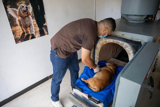 Nicaragua abre el primer crematorio para dar el último adiós a las mascotas