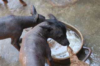 Cámara de Diputados de México aprueba crear el Día Nacional del Xoloitzcuintle