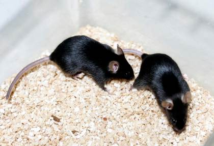 Un estudio con ratones revela que los daños de los azúcares artificiales pasan a los hijos