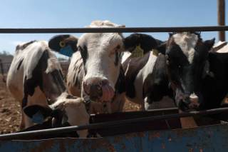 Gobierno de México crea consejo para la erradicación del gusano barrenador en el ganado