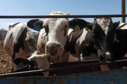 Gobierno de México crea consejo para la erradicación del gusano barrenador en el ganado