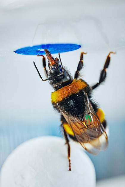 El abejorro se convierte en el primer insecto en resolver problemas complejos