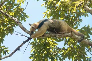 Devuelven a su hábitat a dos osos meleros afectados por los incendios de 2024 en Bolivia