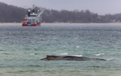 Intentarán transportar en gabarra a la ballena varada en el Báltico hasta el mar del Norte