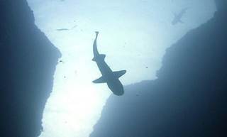 Tiburones con sensores ayudan a mejorar los pronósticos climáticos de áreas lejanas del mar