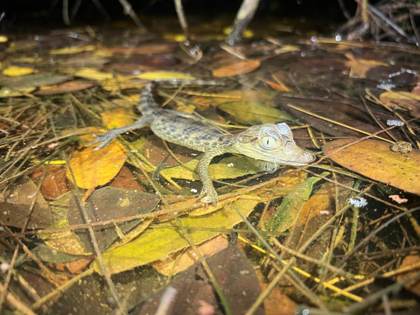 El caimán de anteojos amenaza la restauración de los Everglades, según investigación