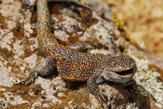 Descubren una lagartija endémica de Perú que habita a más de 4.000 metros de altitud