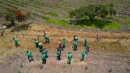 El estado mexicano de Jalisco busca recuperar sus bosques ante el auge mundial del tequila