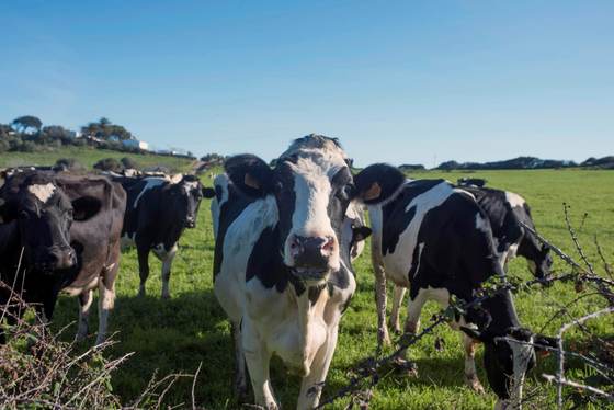 Las vacas pueden reconocer un rostro humano familiar