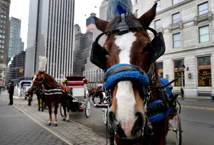 Un joven de 18 años muere tras un accidente en un carruaje de caballos en Nueva York