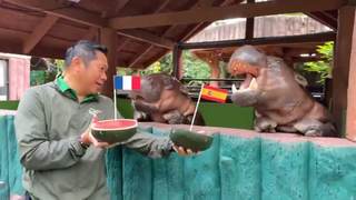 El hipopótamo viral tailandés Moo Deng predice una final Francia-Inglaterra en el Mundial