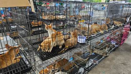Cerca de 400 gatos rescatados en Vietnam de una red de comercialización de carne animal