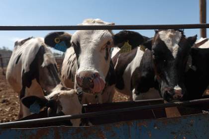Ganaderos del norte de México refuerzan medidas sanitarias por plaga de gusano barrenador