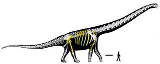 Descubren en Tailandia 'el último titán', el dinosaurio más grande del sudeste asiático