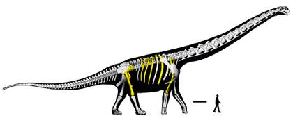 Descubren en Tailandia 'el último titán', el dinosaurio más grande del sudeste asiático