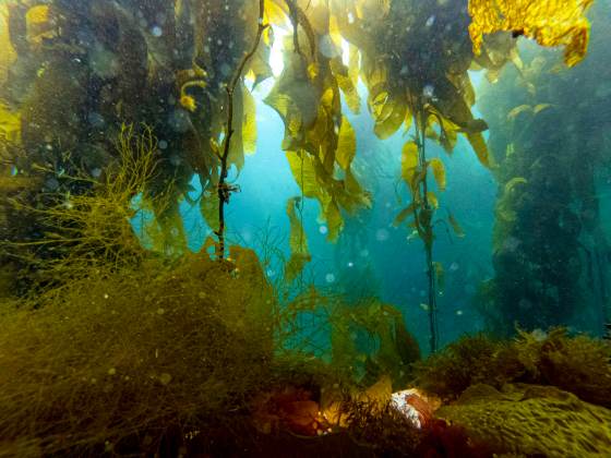 Una Amazonía bajo el agua que protegen los pescadores de la Patagonia chilena