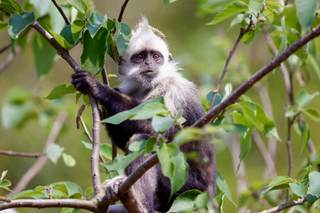 La IA, aliada de China para conservar a su endémico langur de cabeza blanca