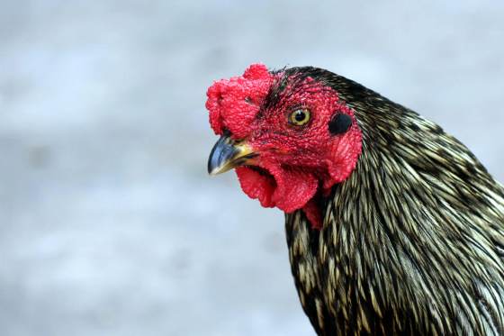 Martín, el gallo boliviano que vive en la puerta de un hospital tras la muerte de su dueño