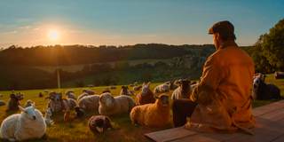 'The Sheep Detectives', cuando un crimen une a un rebaño para impartir justicia