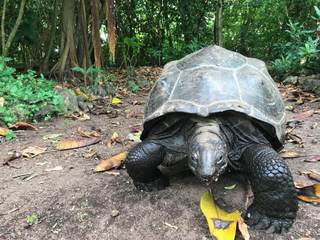 Procesos ecológicos perdidos hace 180 años se recuperan gracias a diez tortugas gigantes