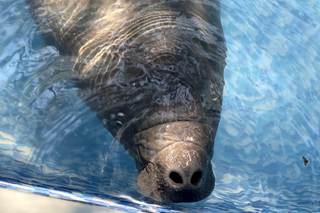 Primer rescate de bebé manatí en Costa Rica: Un esfuerzo único por su vida