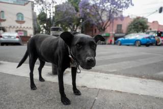 Polémica en México por el sacrificio de más de 10.000 perros entre críticas a su legalidad