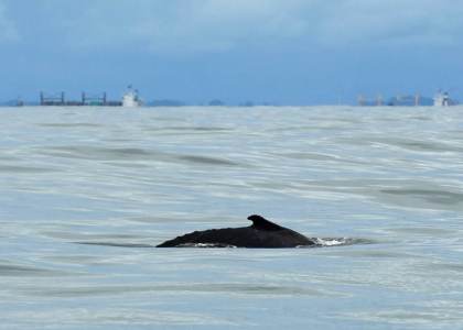 El avistamiento de ballenas, un motor para el turismo sostenible del pacífico colombiano