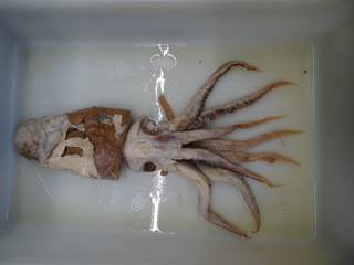 El calamar de Poseidón, un descubrimiento español en el top 10 de especies extraordinarias