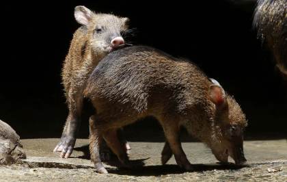 Una guía documenta 59 especies de mamíferos en un bosque protegido de la costa de Ecuador