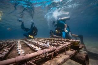Turismo regenerativo para financiar la restauración de arrecifes de coral en Brasil