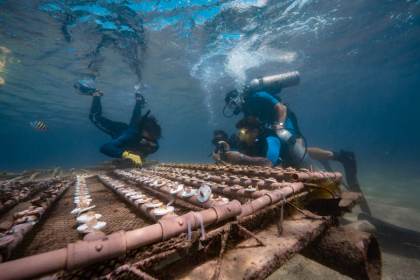 Turismo regenerativo para financiar la restauración de arrecifes de coral en Brasil