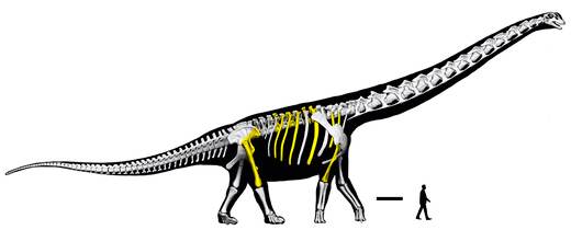 Descubren en Tailandia 'el último titán', el dinosaurio más grande del sudeste asiático