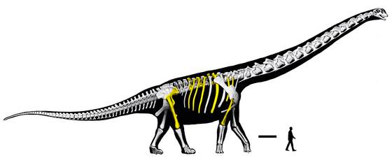 Descubren en Tailandia 'el último titán', el dinosaurio más grande del sudeste asiático